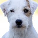 MIA JESSY Kutcher-Chan