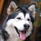 CHILAM SNOWBIRD Illa Kuvianartok FCI