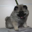 CHIRO Gorczańska Opowieść