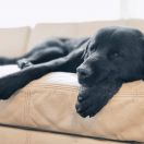 Finigan Cur-Nil Adamastor