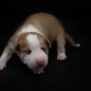 CLEMATIS JACKMANII American Heart