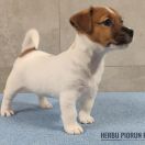 COCO Herbu Piorun (FCI)