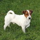 CODY MEANDRY DRAWY FCI