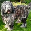 COLONNELO Di Valle Scrivia