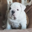 Colorado Bear Asgardville