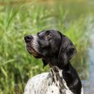 Comtessa Hibou All Irish Gold 