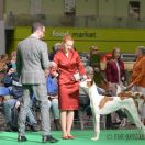 Concordia Baltas Vejas