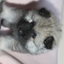 CONNIE Gorczańska Opowieść