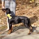 Cora Gończa Falaga FCI 