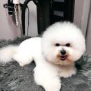 COSMO Bianca Principessa FCI