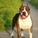 Crazy Crys Rainfall's 