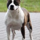 Crazy Crys Zebra's Brindle Girl