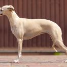 Crystal Soul Sidewinder's Pride