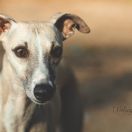 CYNTIA Paka Czworaka