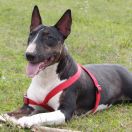 CZARNA PERŁA Kosmalkowo