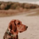 KORNELIA z Zielonego Roztocza