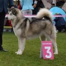 Arctic Melody (FCI) GREY LUNA