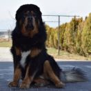 MISTER EKO Diabelski Uśmiech