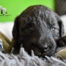 ROSE JASMINE Diamond Lamb