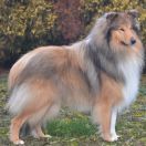 Arienwen Gentle Dark Knight