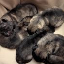 Megara Shaggy Fluff FCI