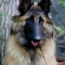 Alba du Chateau de Montmirail