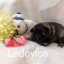 LODOVICO Shaggy Fluff