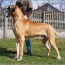 BAMBINO Giga la Gothica