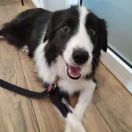 Gaja z Arkadyjskiej Zagrody Anety