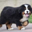 AGAMEMNON Sesto Senso 