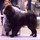 MANFRED Guard of Dream