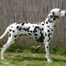 Lyshran aus dem Haus Punctum