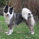 DAKOTA Taun Forest FCI