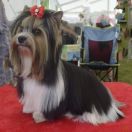 BETINA Sfora w Papilotach