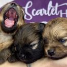 COCONUT MOCHI the Scarlet Hill