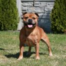 Crossswords Kung Fu King At Crossguns 