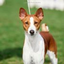 Ivory Rose Dominant Star 