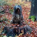 Ch.PL, Grand Ch.PL Zion Trivero (FCI) TIBOR