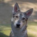 Whitefang's Dearly Beloved Casca of Angou Loup's Mountain (Casca)
