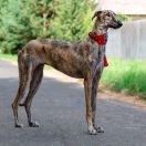 Polanco de Monte Podrido