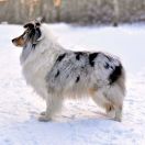 Di'Leila's Sheltie LADY IN BLUE 