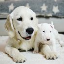 ALMOST ALL of Wolf Point