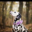 Elis Spotty Memories