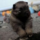 Czaruś Shaggy Fluff FCI