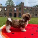 Shou-Lao’s Divine Sunlight Queen aka Ebba