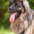 ERGO of THE LEO HILL (MARS)