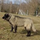 ANTIA DA QUINTA DE S FERNANDO