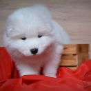 ROYAL LUNA Shadow and Shine of Siberia