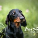 Star's Tori Guarantee