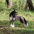 EFFY Zaczarowany Flet